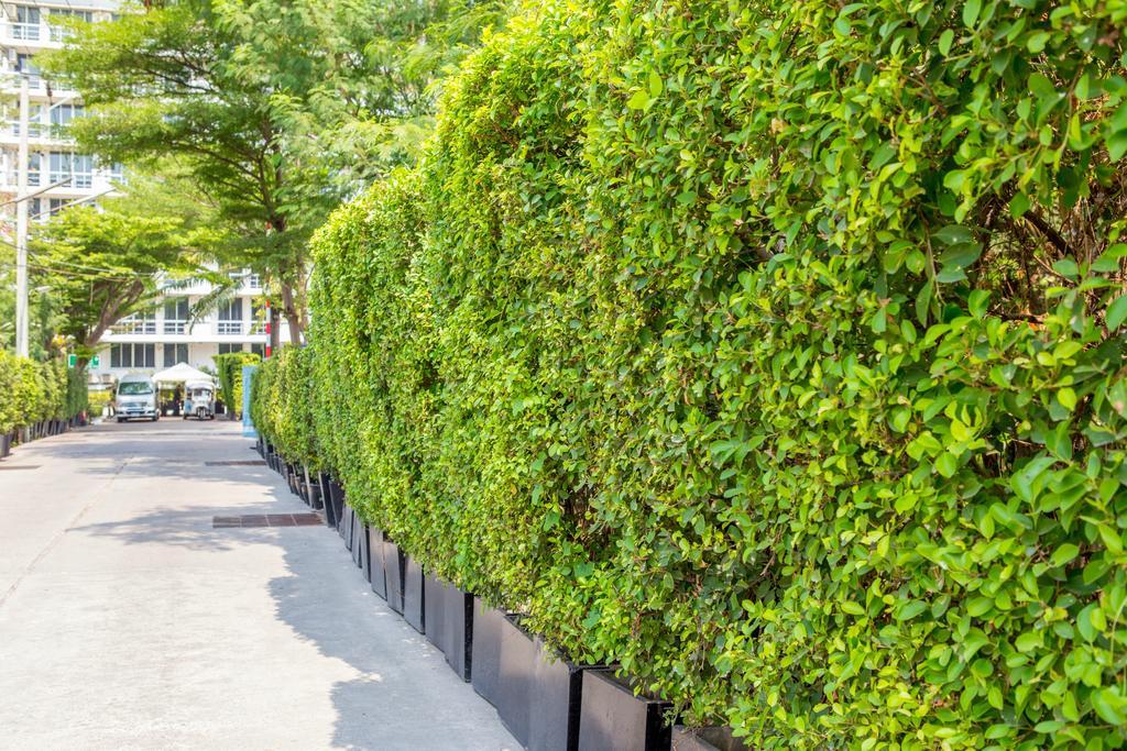The Capital Resort @ Sukhumvit 50 Bangkok Exteriér fotografie A hedge